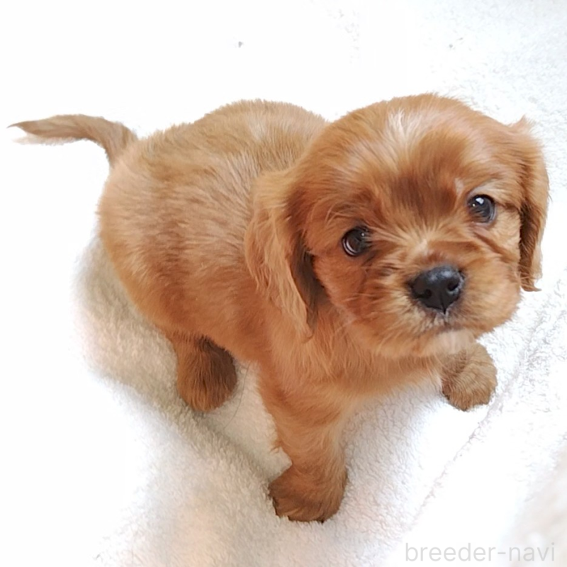 販売中の神奈川県のキャバリアキングチャールズスパニエル-456133の12枚目