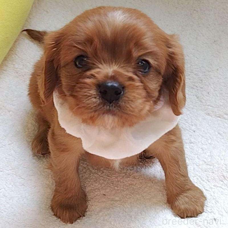 販売中の神奈川県のキャバリアキングチャールズスパニエル-456133の11枚目