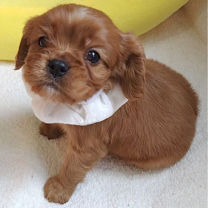 販売中の神奈川県のキャバリアキングチャールズスパニエル-456133の10枚目