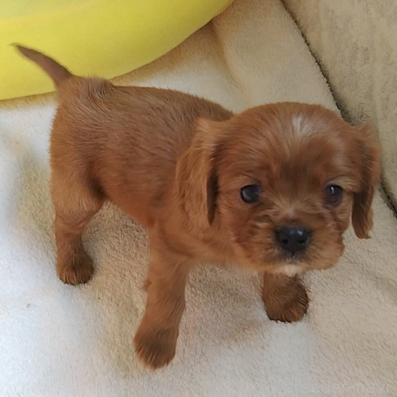 販売中の神奈川県のキャバリアキングチャールズスパニエル-456133の8枚目