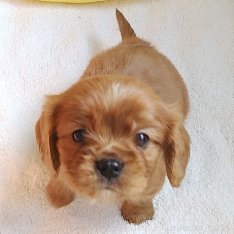 販売中の神奈川県のキャバリアキングチャールズスパニエル-456133の7枚目