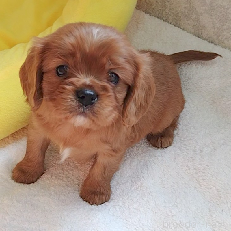 販売中の神奈川県のキャバリアキングチャールズスパニエル-456133の6枚目