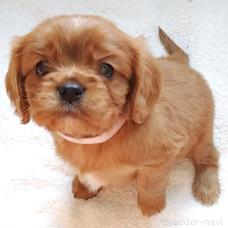 販売中の神奈川県のキャバリアキングチャールズスパニエル-456133の4枚目