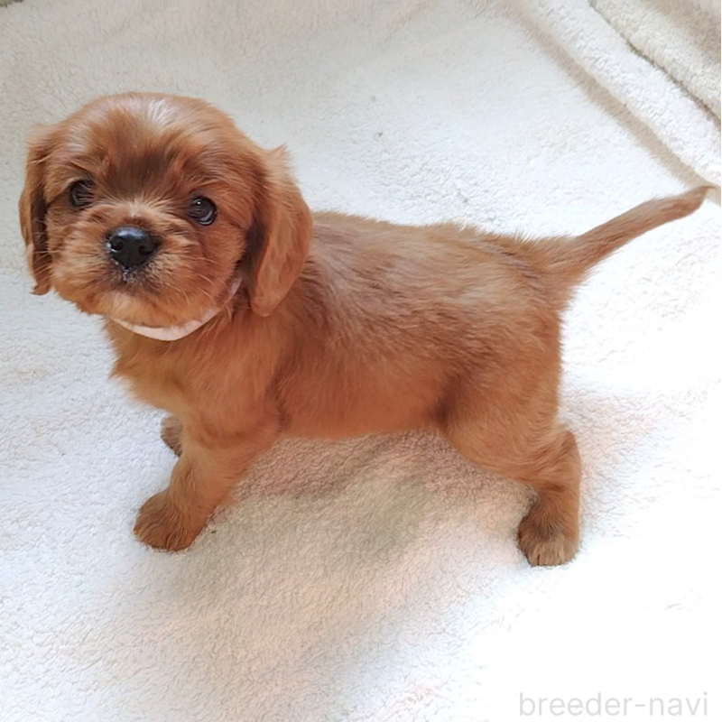 販売中の神奈川県のキャバリアキングチャールズスパニエル-456133の3枚目