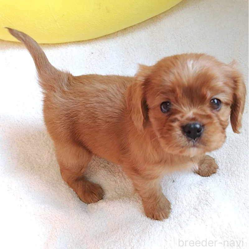 販売中の神奈川県のキャバリアキングチャールズスパニエル-456133の2枚目