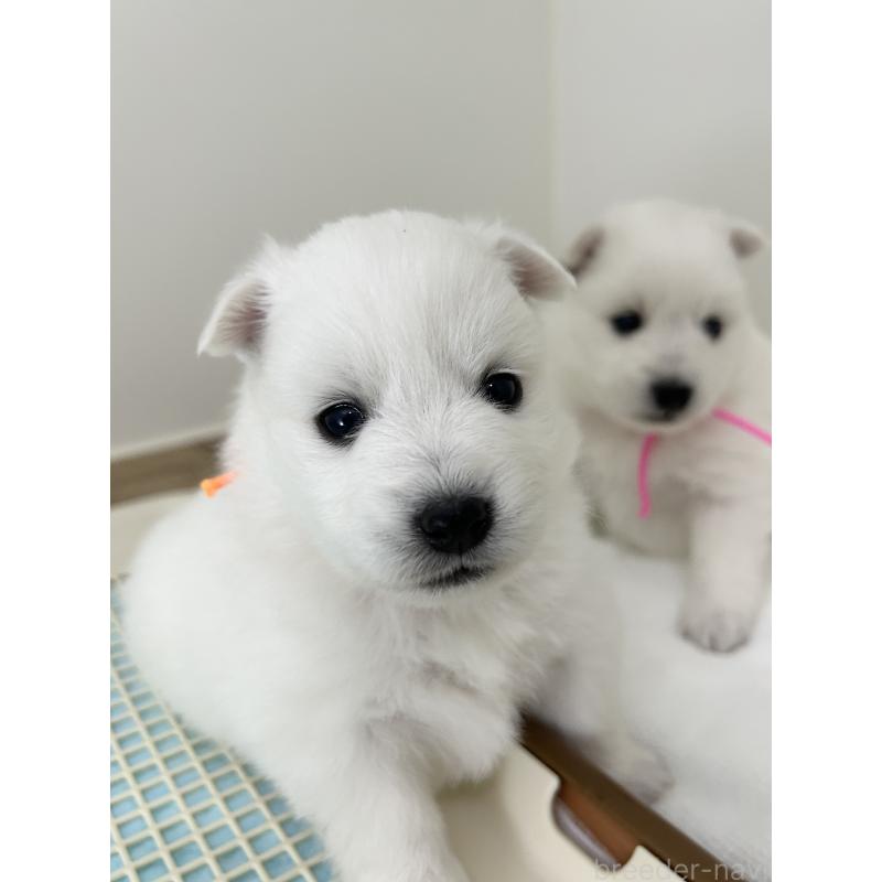 販売中の千葉県の日本スピッツ-455072の6枚目