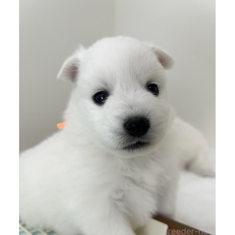 販売中の千葉県の日本スピッツ-455072の5枚目