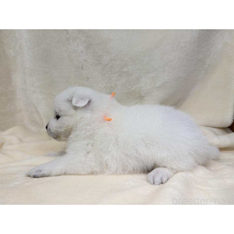 販売中の千葉県の日本スピッツ-455072の4枚目