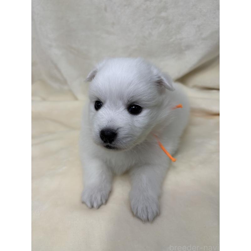 販売中の千葉県の日本スピッツ-455072の3枚目