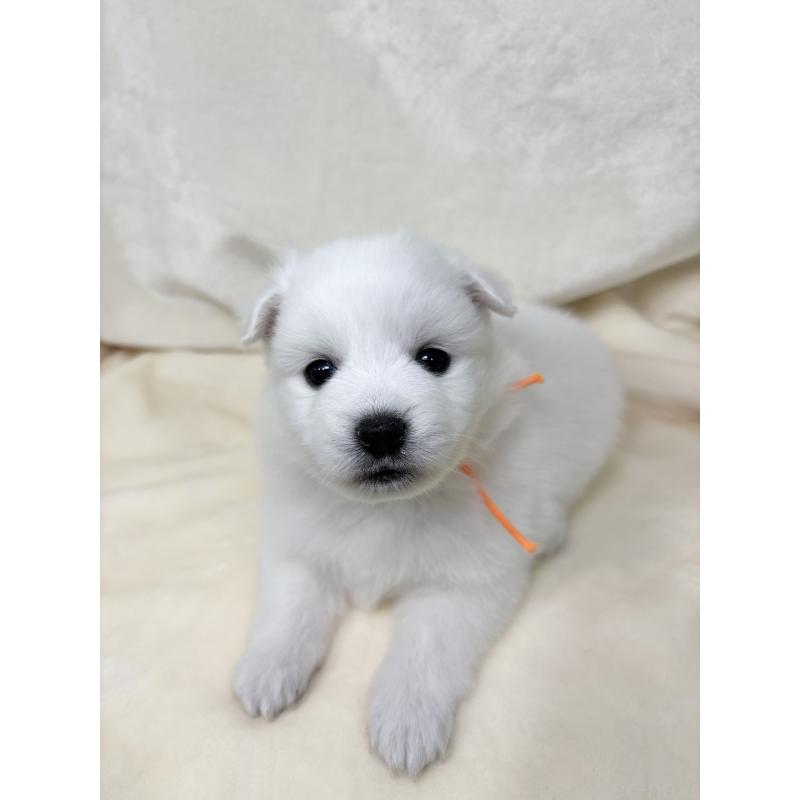 販売中の千葉県の日本スピッツ-455072の2枚目