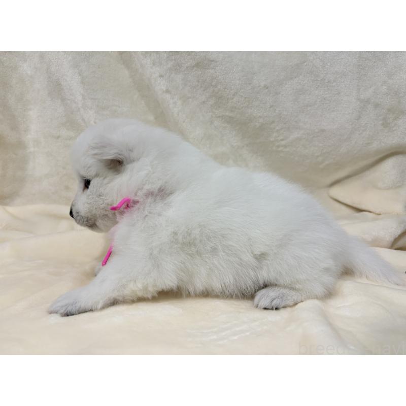 販売中の千葉県の日本スピッツ-455071の4枚目