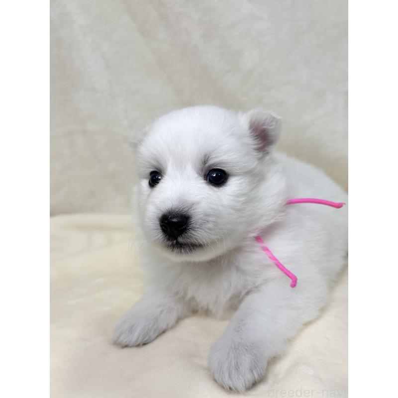 販売中の千葉県の日本スピッツ-455071の3枚目