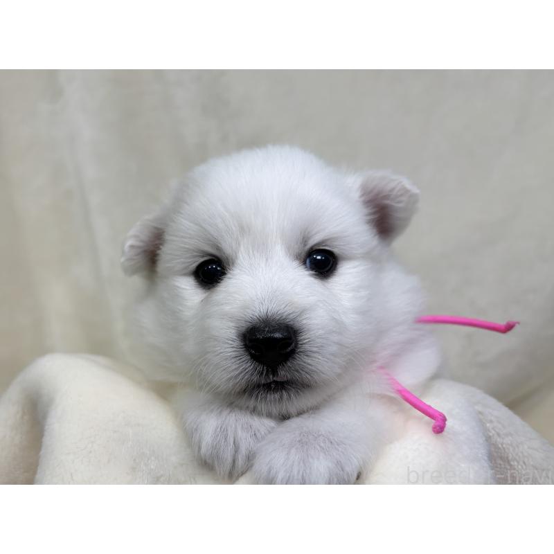 販売中の千葉県の日本スピッツ-455071の2枚目