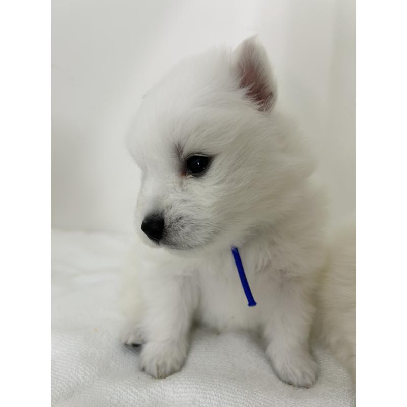 販売中の千葉県の日本スピッツ-455070の5枚目