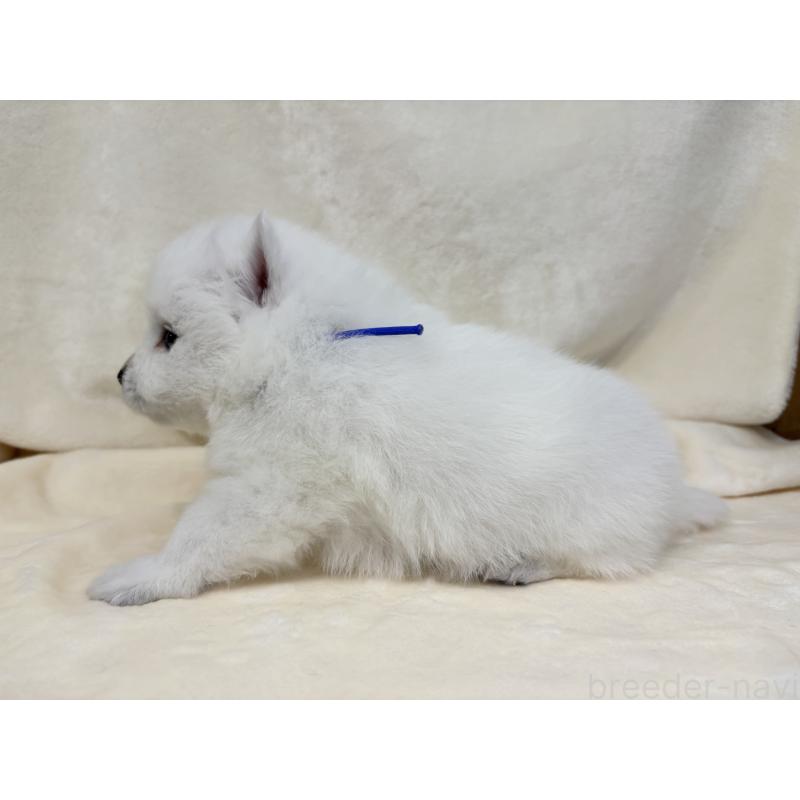 販売中の千葉県の日本スピッツ-455070の4枚目