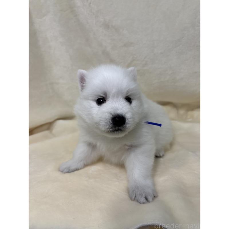 販売中の千葉県の日本スピッツ-455070の3枚目