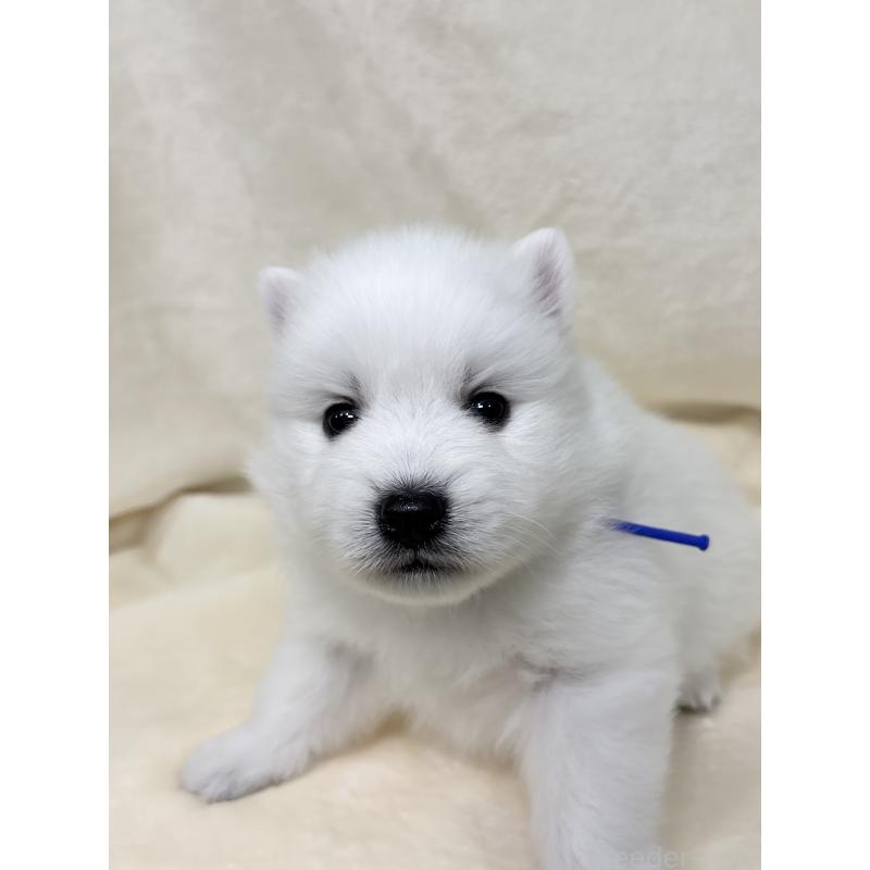 販売中の千葉県の日本スピッツ-455070の2枚目