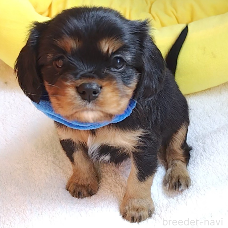 販売中の神奈川県のキャバリアキングチャールズスパニエル-456134の14枚目