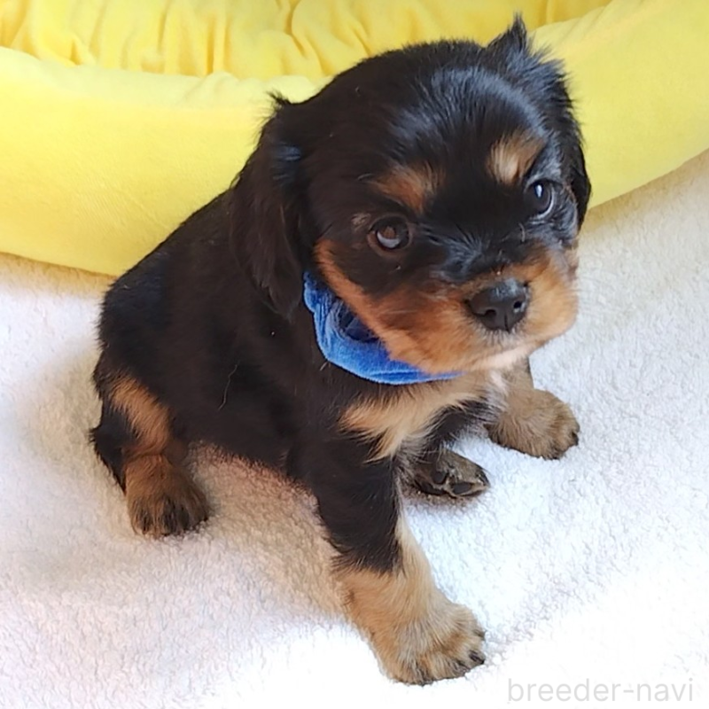 販売中の神奈川県のキャバリアキングチャールズスパニエル-456134の13枚目