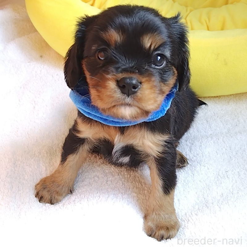 販売中の神奈川県のキャバリアキングチャールズスパニエル-456134の12枚目