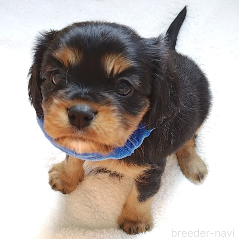 販売中の神奈川県のキャバリアキングチャールズスパニエル-456134の11枚目