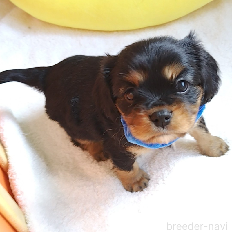 販売中の神奈川県のキャバリアキングチャールズスパニエル-456134の10枚目