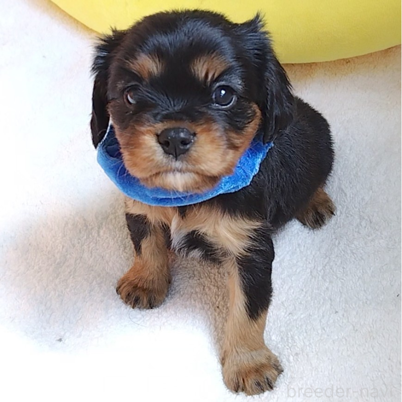 販売中の神奈川県のキャバリアキングチャールズスパニエル-456134の9枚目