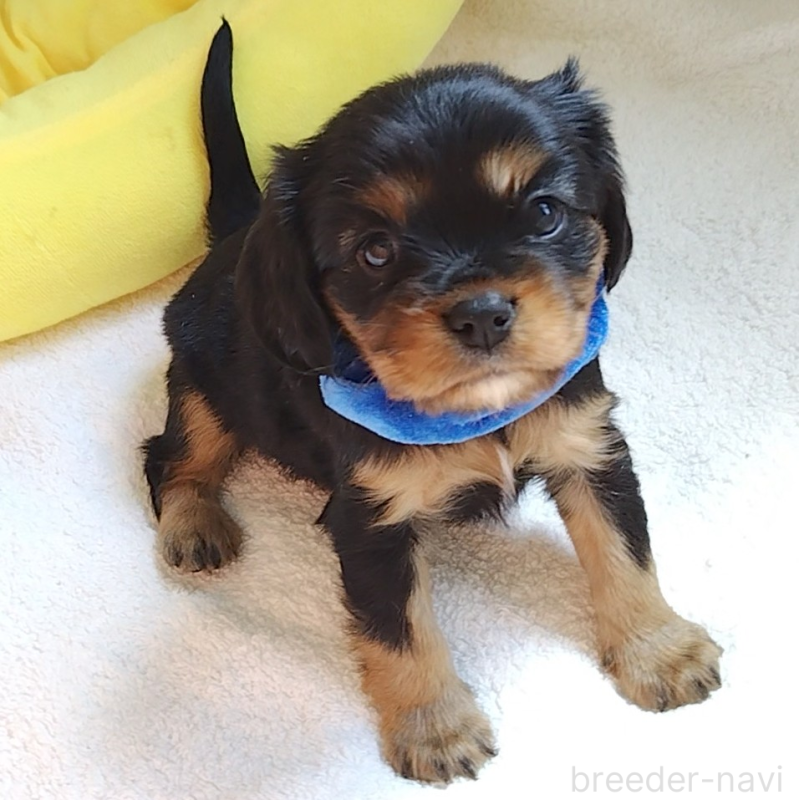 販売中の神奈川県のキャバリアキングチャールズスパニエル-456134の8枚目