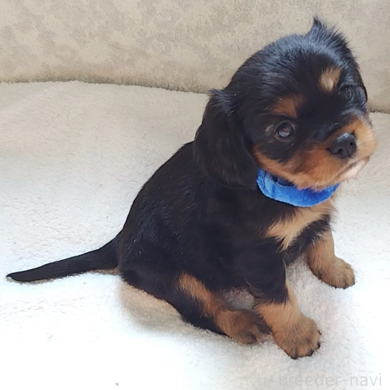 販売中の神奈川県のキャバリアキングチャールズスパニエル-456134の7枚目