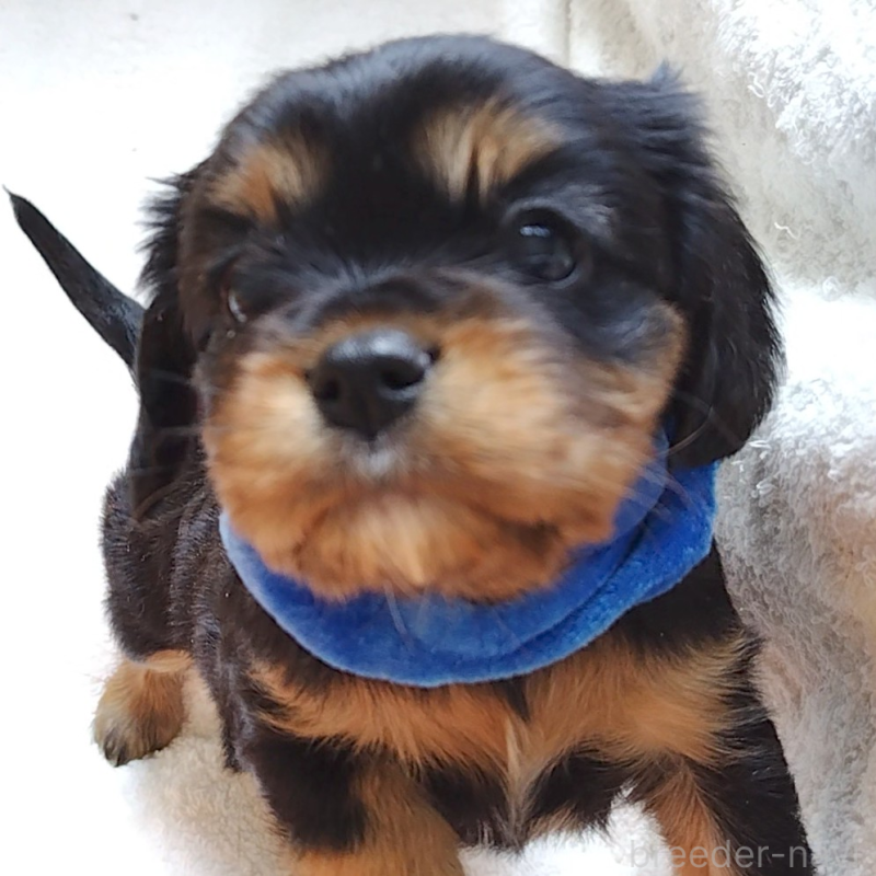 販売中の神奈川県のキャバリアキングチャールズスパニエル-456134の6枚目