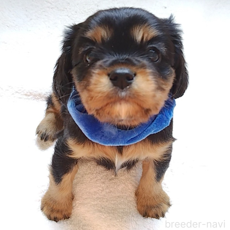 販売中の神奈川県のキャバリアキングチャールズスパニエル-456134の5枚目