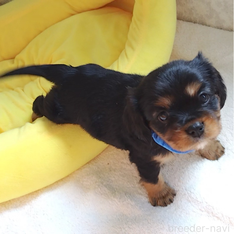 販売中の神奈川県のキャバリアキングチャールズスパニエル-456134の4枚目