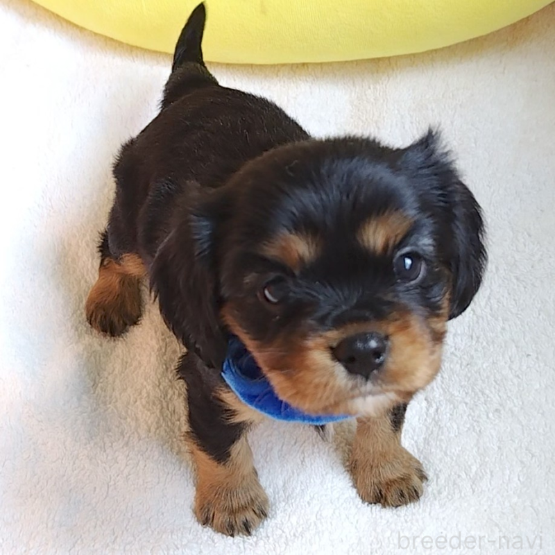 販売中の神奈川県のキャバリアキングチャールズスパニエル-456134の3枚目