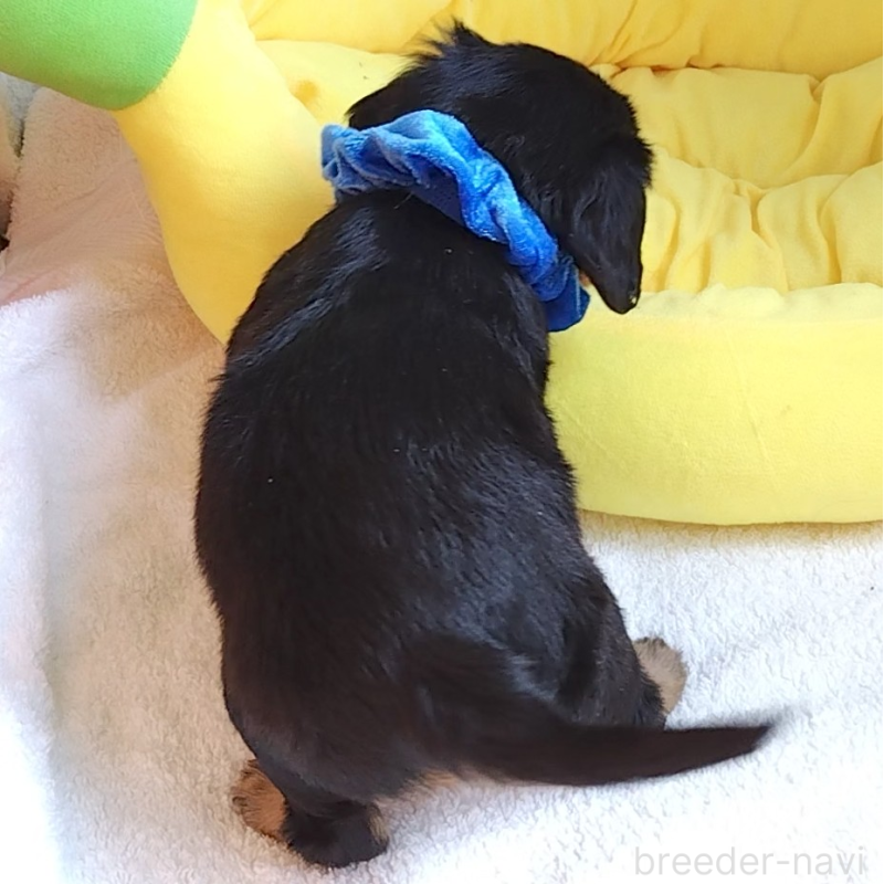 販売中の神奈川県のキャバリアキングチャールズスパニエル-456134の2枚目