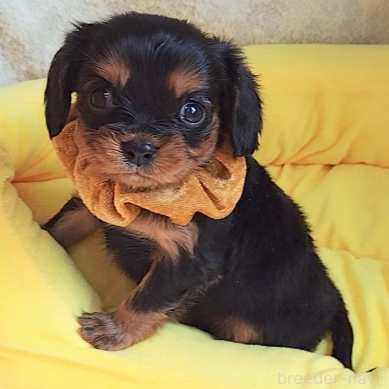 販売中の神奈川県のキャバリアキングチャールズスパニエル-456135の14枚目