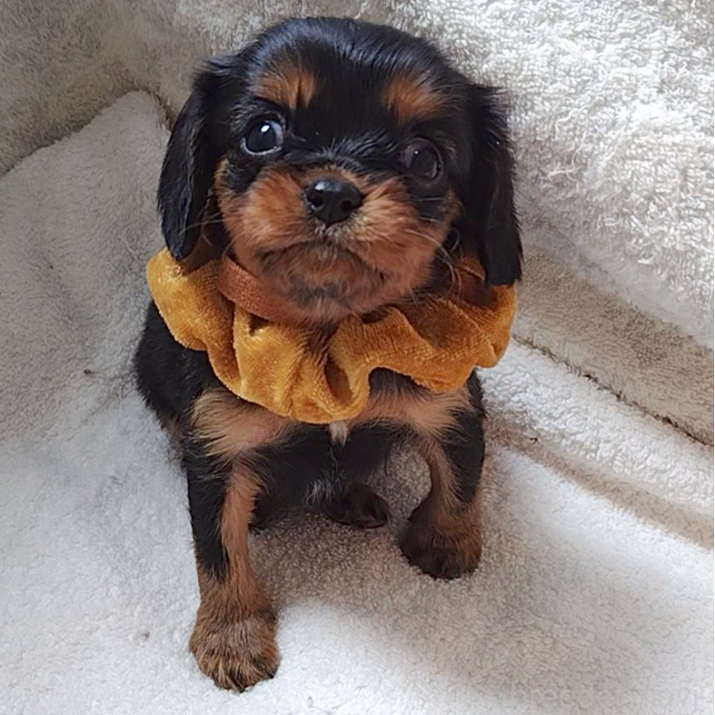 販売中の神奈川県のキャバリアキングチャールズスパニエル-456135の13枚目