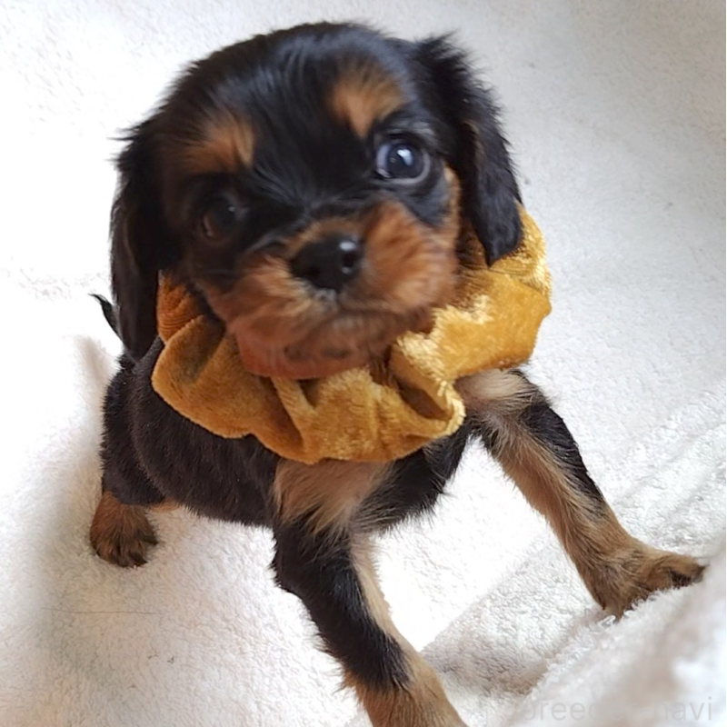 販売中の神奈川県のキャバリアキングチャールズスパニエル-456135の11枚目