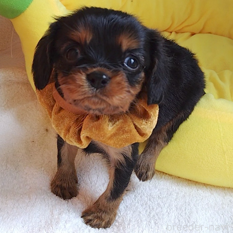 販売中の神奈川県のキャバリアキングチャールズスパニエル-456135の10枚目