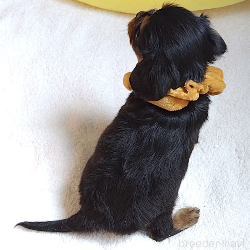 販売中の神奈川県のキャバリアキングチャールズスパニエル-456135の9枚目