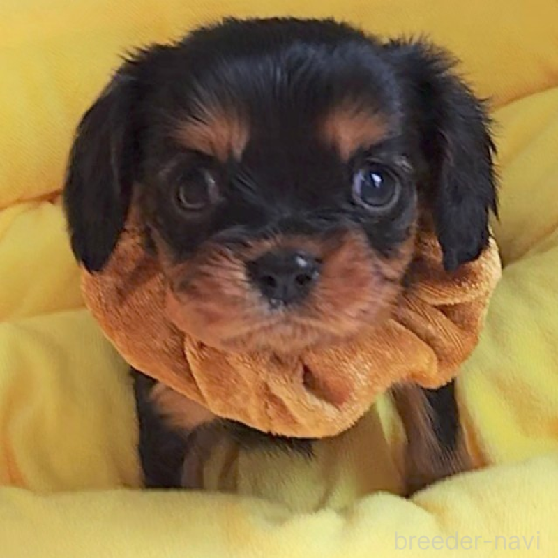 販売中の神奈川県のキャバリアキングチャールズスパニエル-456135の8枚目