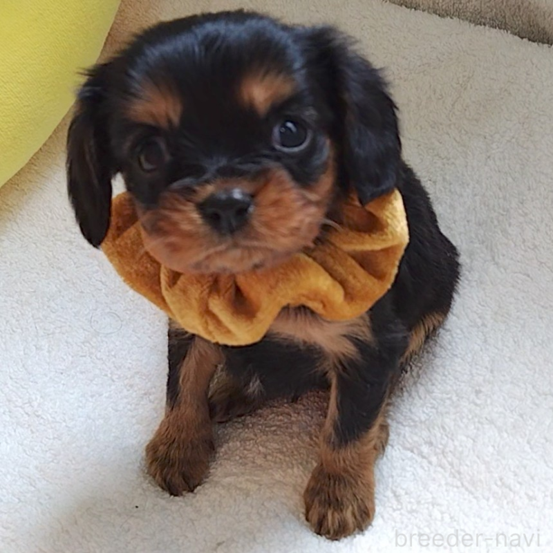 販売中の神奈川県のキャバリアキングチャールズスパニエル-456135の7枚目