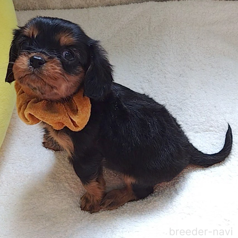 販売中の神奈川県のキャバリアキングチャールズスパニエル-456135の6枚目