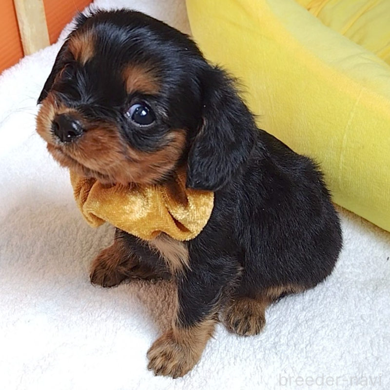 販売中の神奈川県のキャバリアキングチャールズスパニエル-456135の5枚目