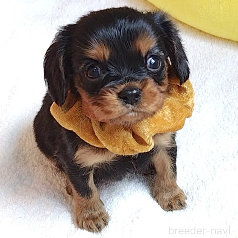 販売中の神奈川県のキャバリアキングチャールズスパニエル-456135の4枚目