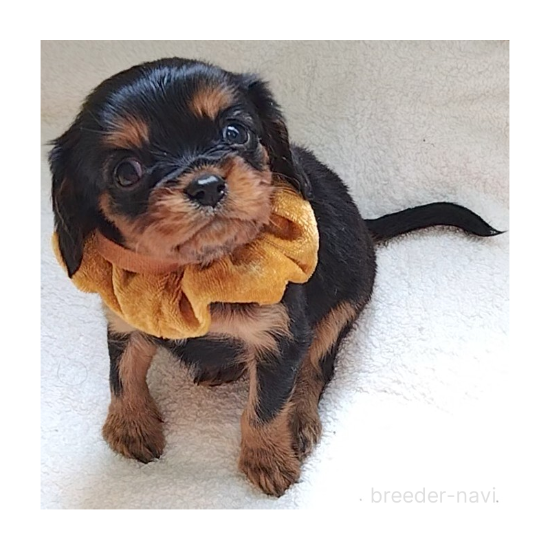 販売中の神奈川県のキャバリアキングチャールズスパニエル-456135の3枚目