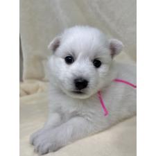 ♀︎日本スピッツ