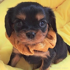 ♀︎キャバリアキングチャールズスパニエル