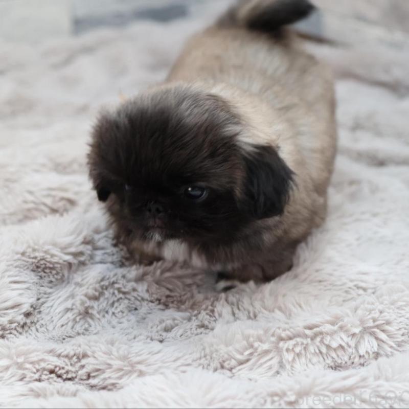 販売中の愛知県のペキニーズ-456153の5枚目