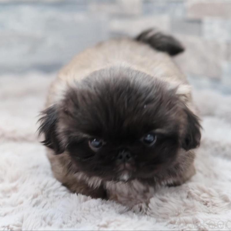 販売中の愛知県のペキニーズ-456153の4枚目