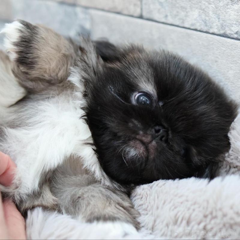 販売中の愛知県のペキニーズ-456153の3枚目